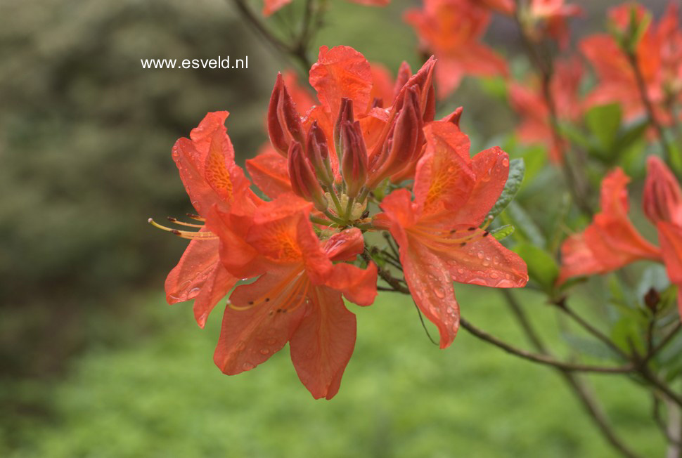 Azalea 'Saturnus'