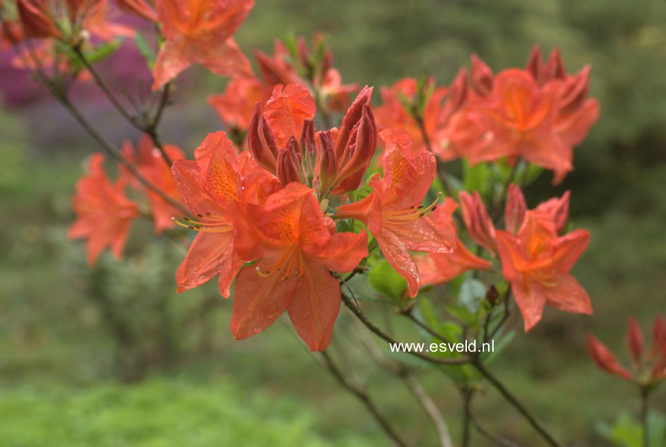 Azalea 'Saturnus'