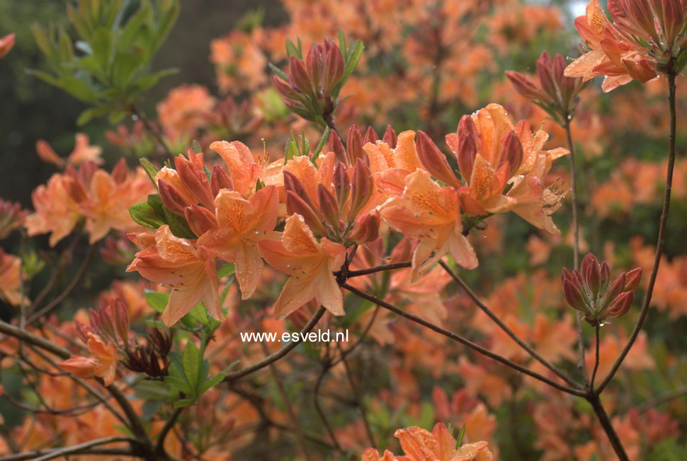 Azalea 'Dr. Reichenbach'