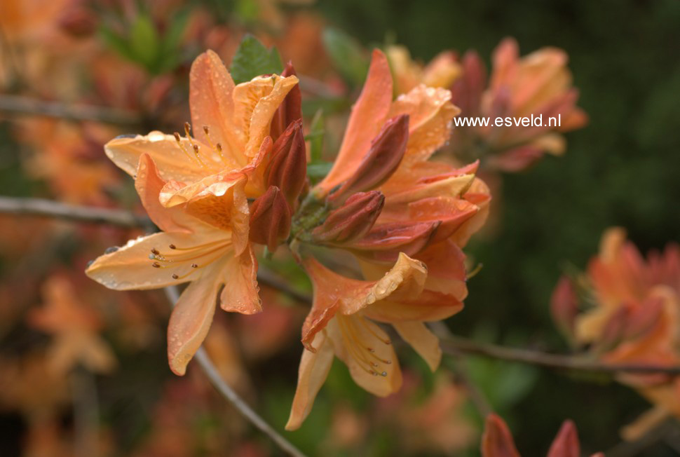 Azalea 'Dr. Reichenbach'