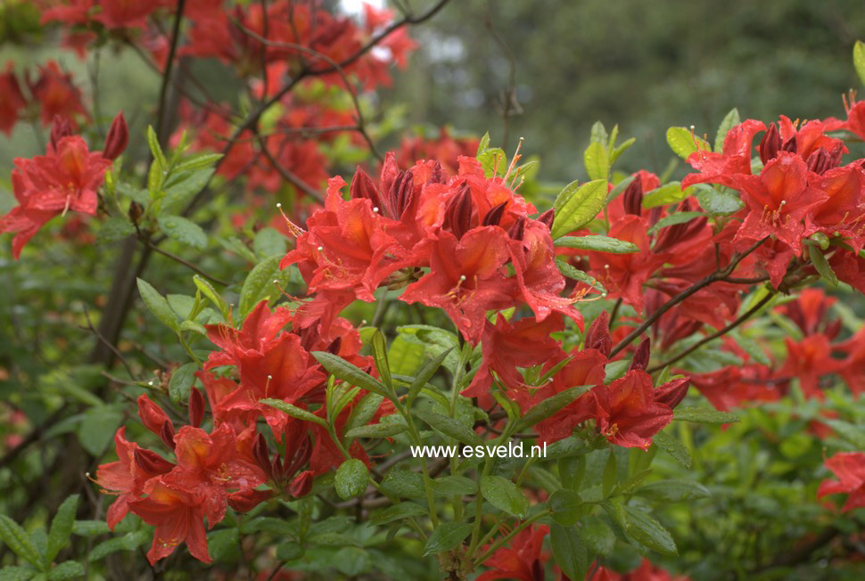 Azalea 'Diorama'