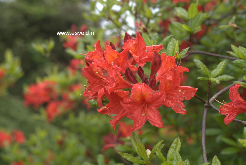 Azalea 'Diorama'