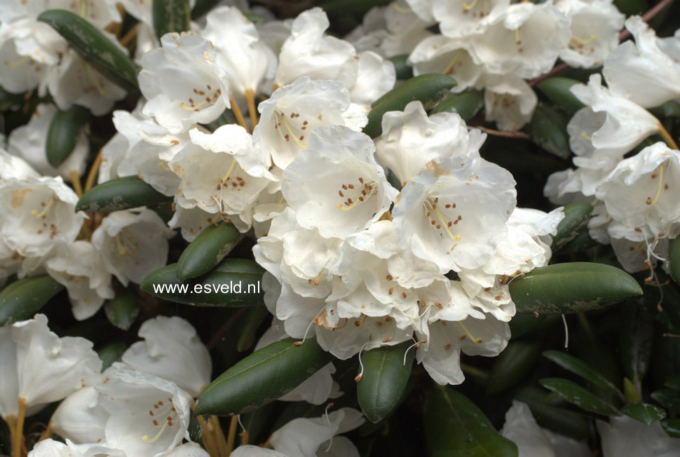 Rhododendron 'Koichiro Wada'