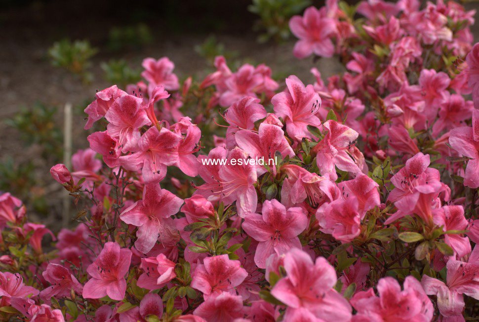 Azalea 'Gaiety'