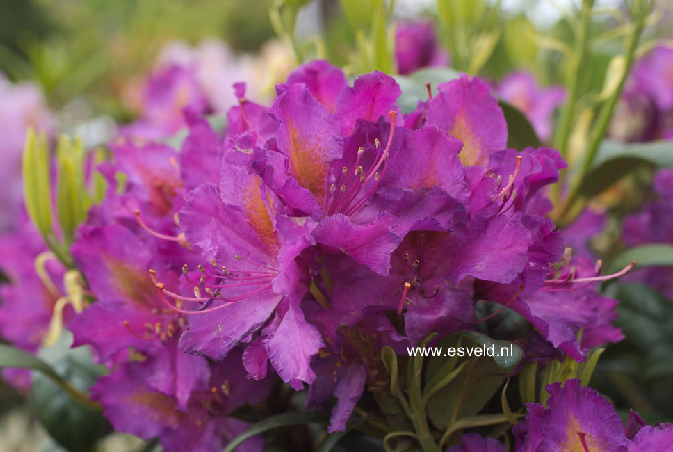 Rhododendron 'Libretto'