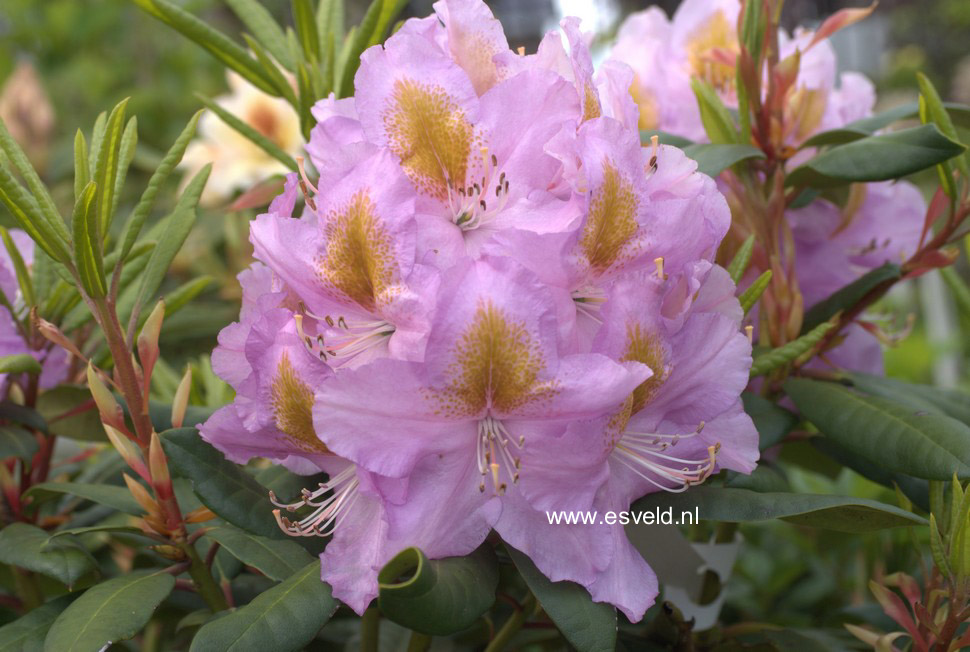 Rhododendron 'Ricarda'