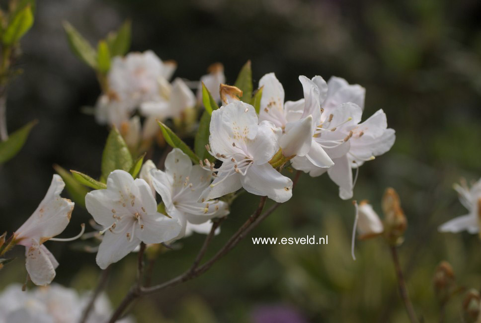 Rhododendron tashiroi