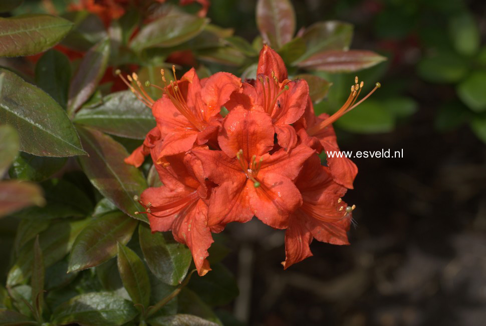 Azalea 'Royal Command'