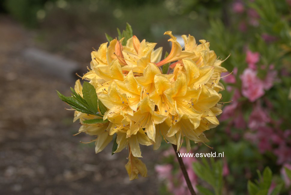 Azalea 'Arpege'