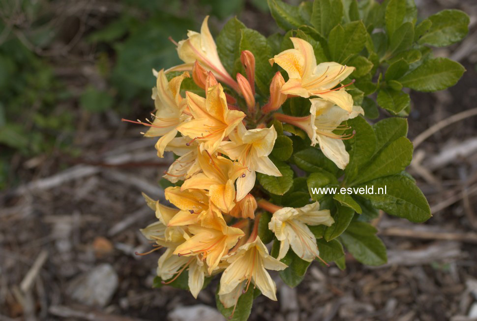 Azalea 'Arpege'