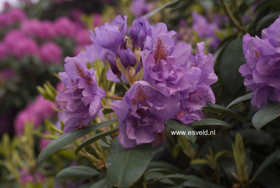 Rhododendron 'Fastuosum Plenum'