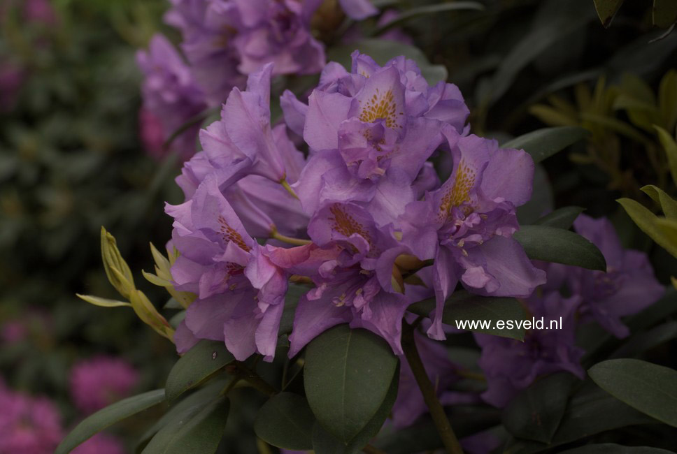 Rhododendron 'Fastuosum Plenum'