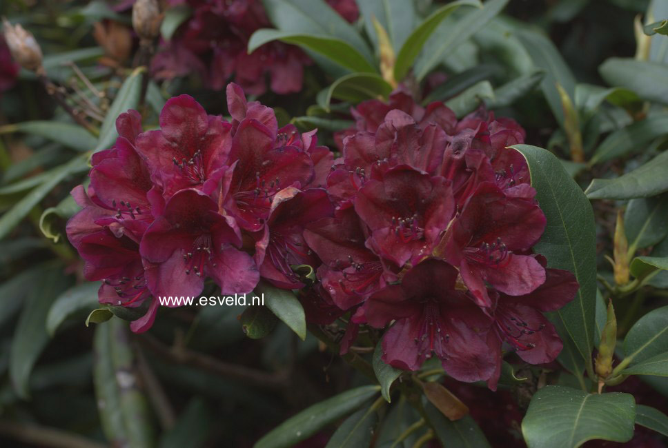 Rhododendron 'Black Sport'