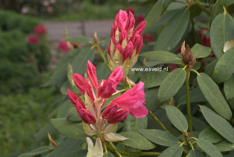 Rhododendron 'Anna Rose Whitney'