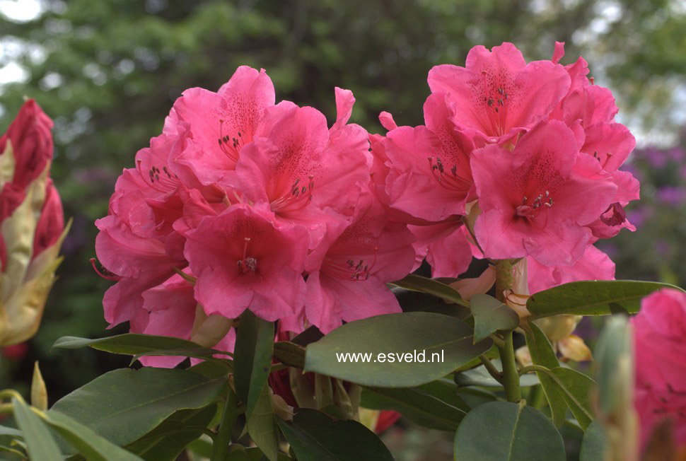 Rhododendron 'Anna Rose Whitney'