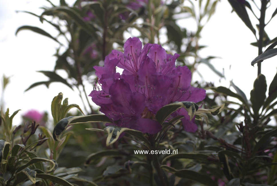 Rhododendron ponticum 'Variegatum'