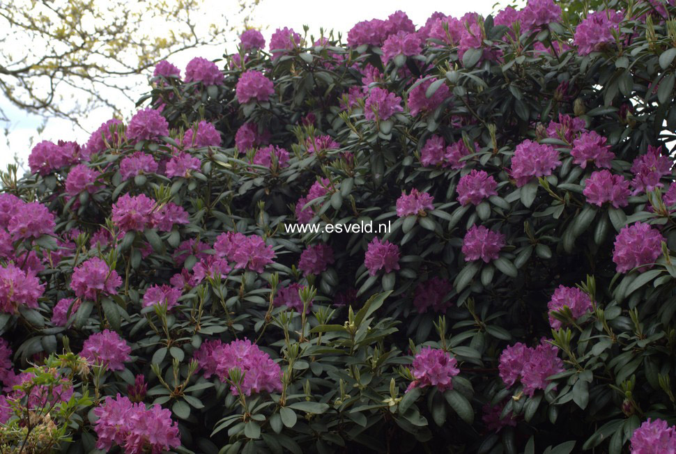 Rhododendron 'Catawbiense Grandiflorum'