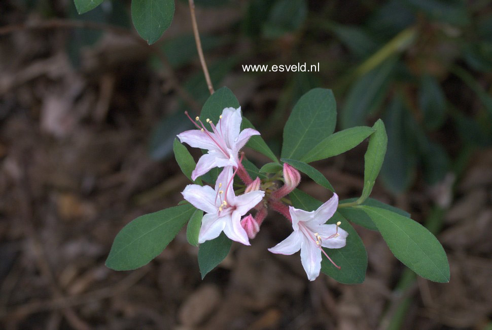 Rhododendron arborescens