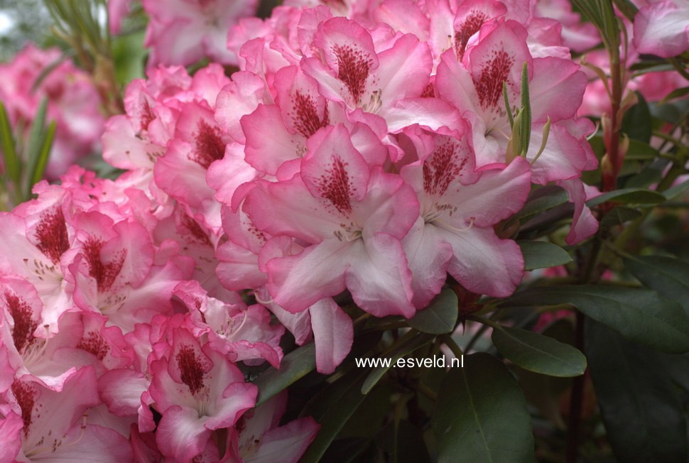 Rhododendron 'Hachmann's Charmant'