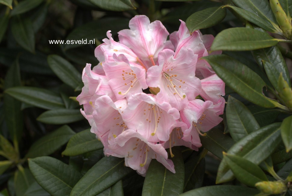 Rhododendron insigne