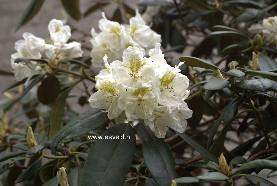 Rhododendron 'Porzellan'