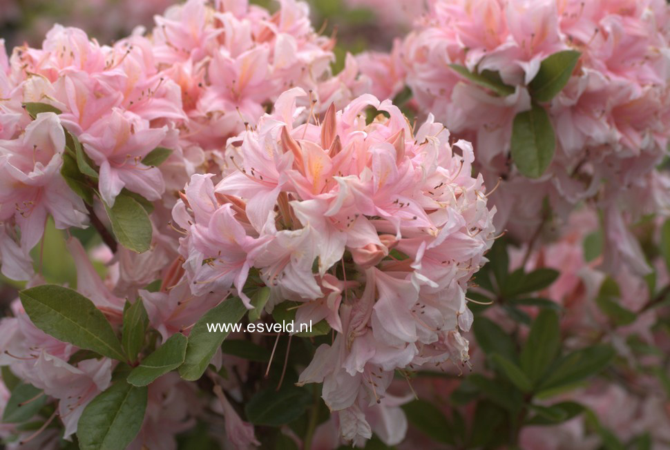 Azalea 'Soir de Paris'