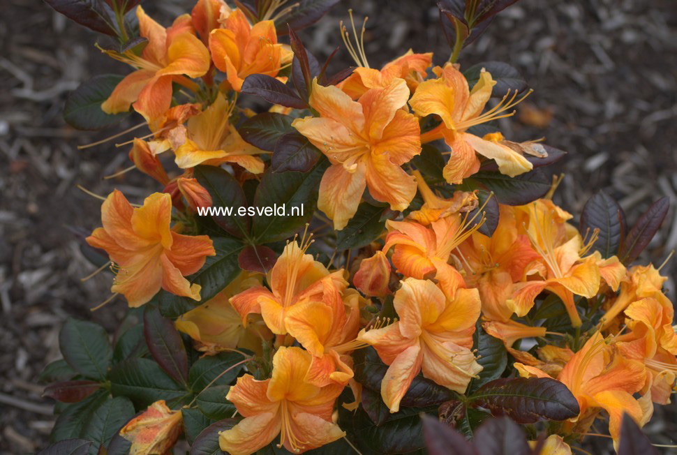 Azalea 'Annabelle'