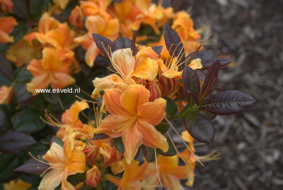 Azalea 'Annabelle'