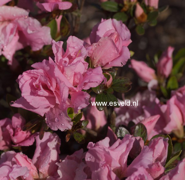 Azalea 'Betty Ann Voss'