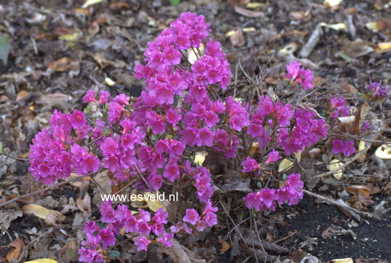 Azalea 'Christina'