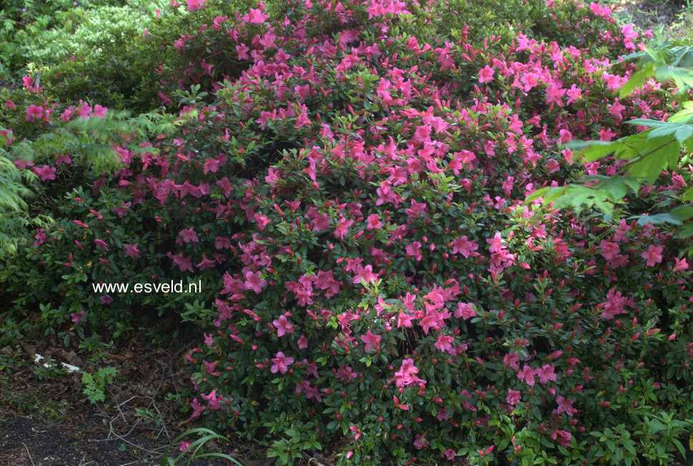 Rhododendron nakaharae 'Wombat'