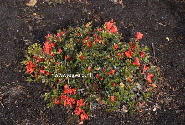 Rhododendron nakaharae 'Joseph Hill'