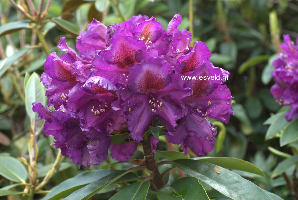 Rhododendron 'Frank Galsworthy'