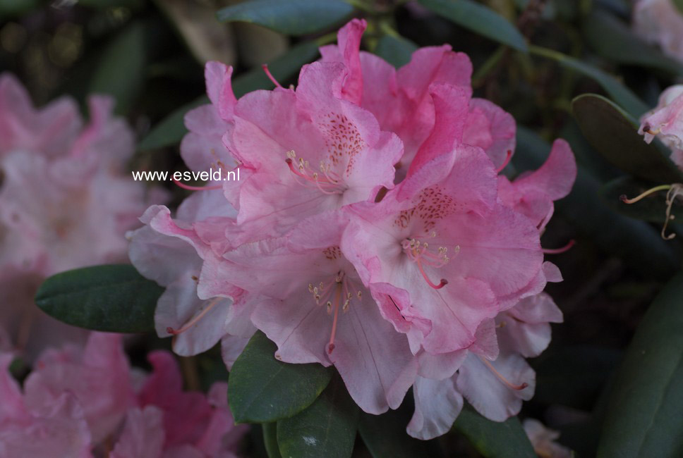 Rhododendron 'Marlis'