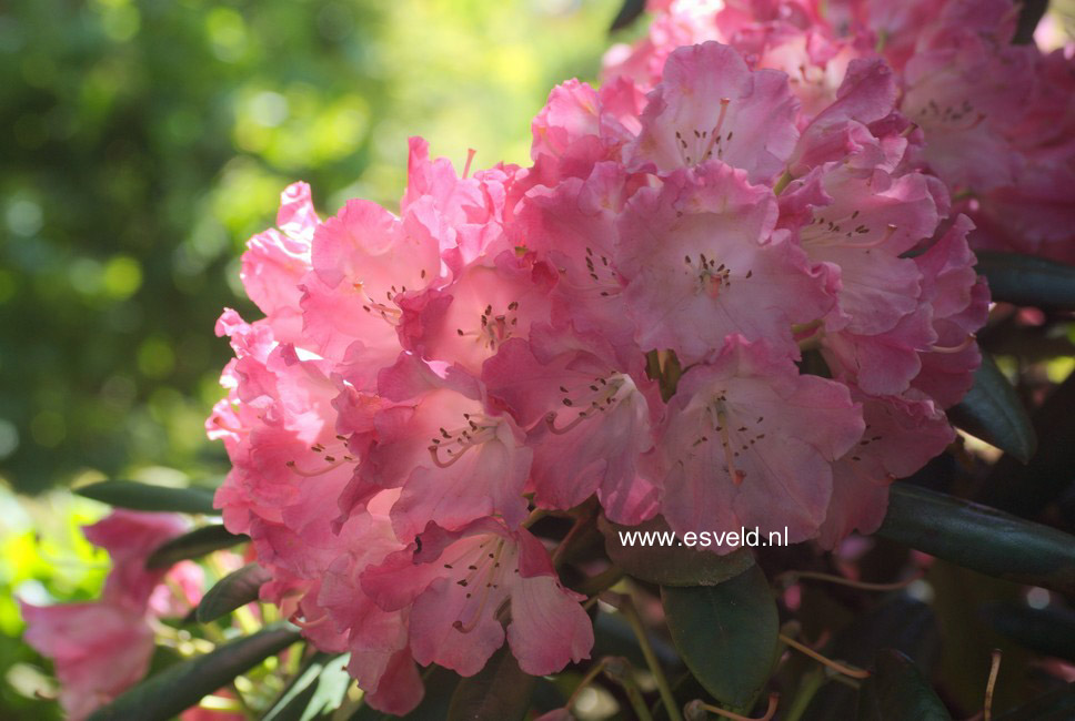 Rhododendron 'Ninotschka'