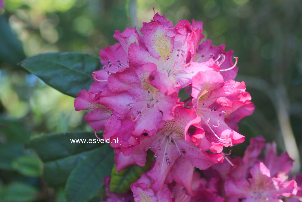 Rhododendron 'Gloriosum'