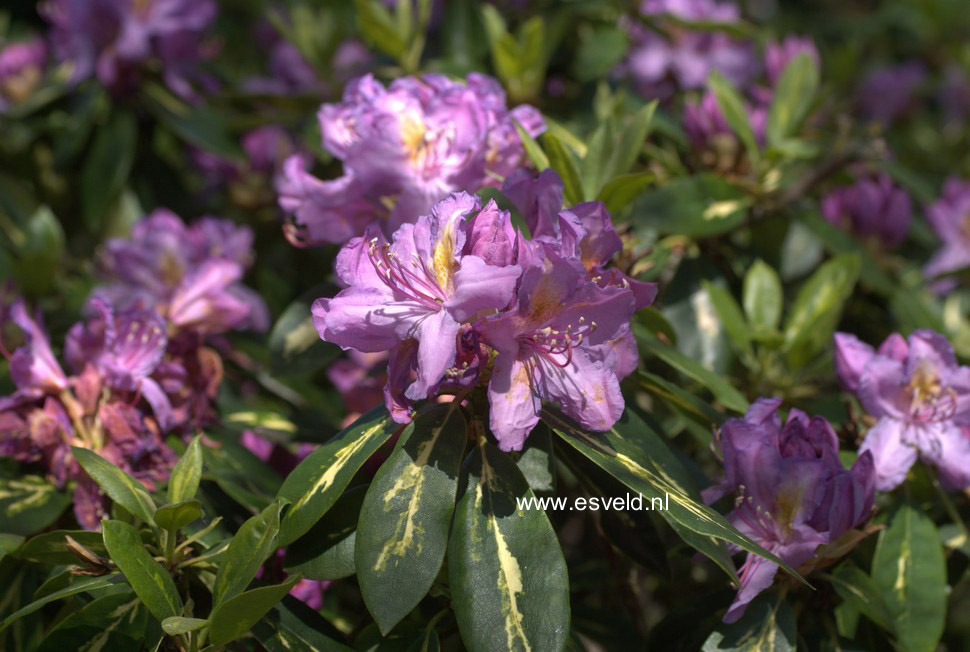 Rhododendron 'Goldflimmer'