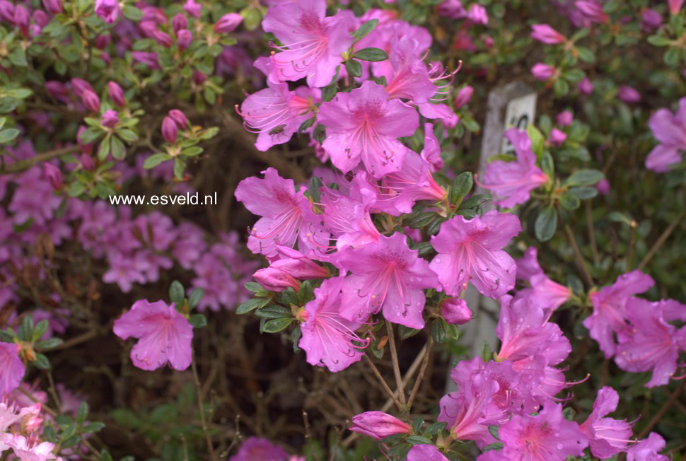 Azalea 'Simplon'