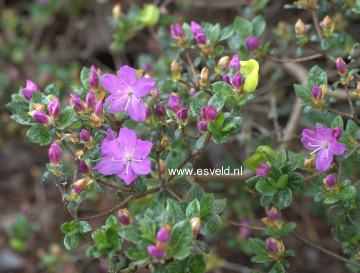 Rhododendron kiusianum 'Shio Pink'