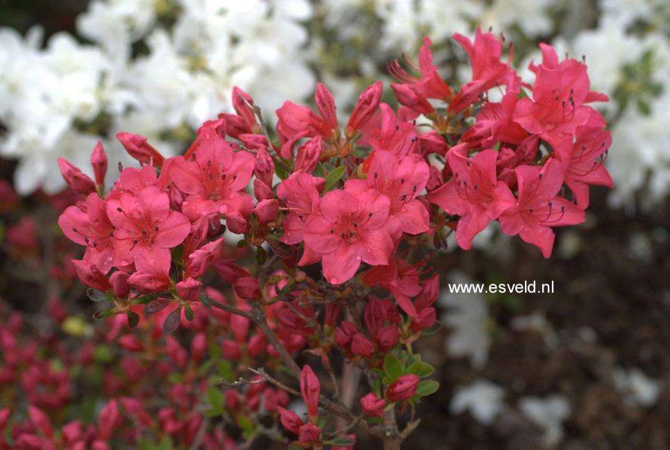 Azalea 'Excelsior'