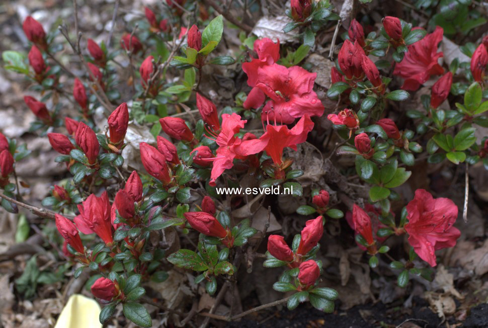 Azalea 'Johanna'