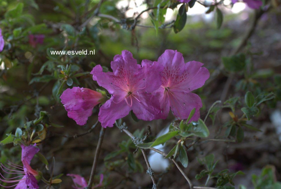 Azalea 'Johann Sebastian Bach'