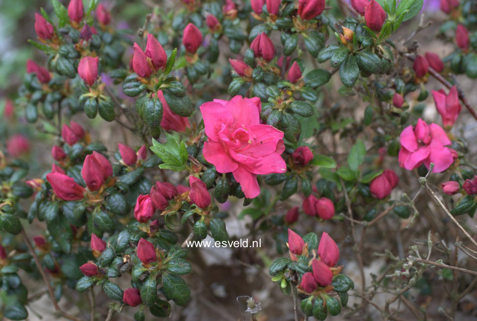 Azalea 'Tornella'