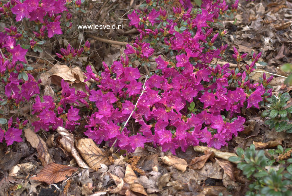 Azalea 'Purpurtraum'