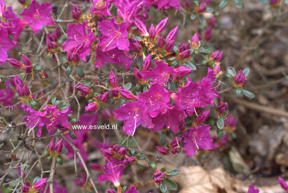 Azalea 'Purpurtraum'