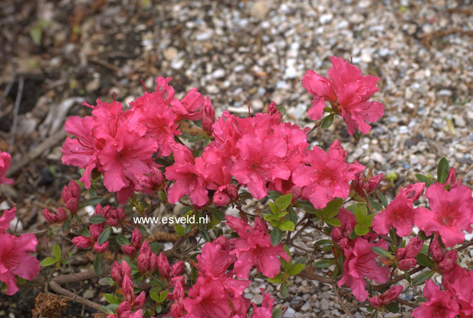 Azalea 'Little Beauty'