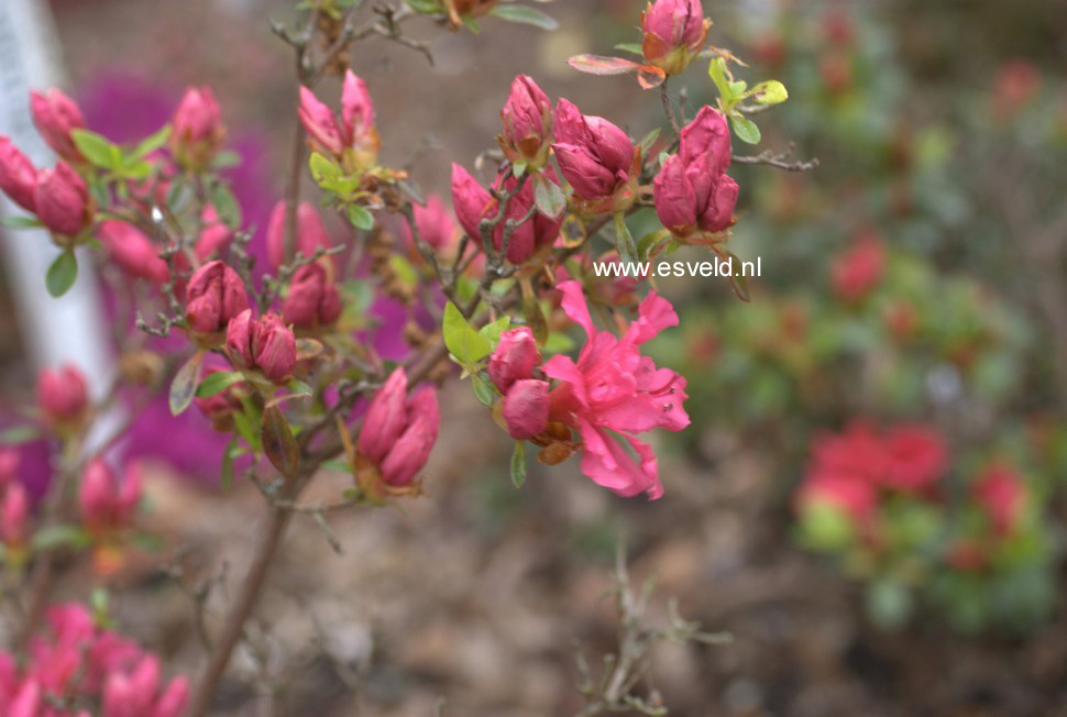 Azalea 'Little Beauty'