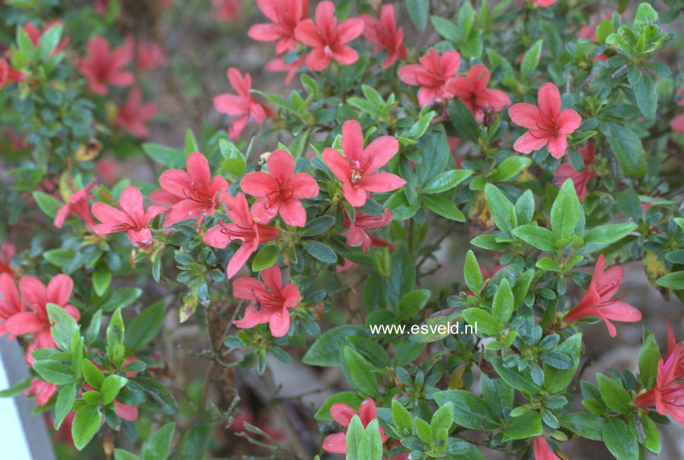 Azalea 'Stefan'