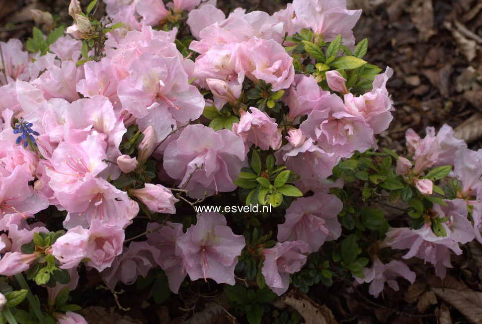 Azalea 'Sirikit'