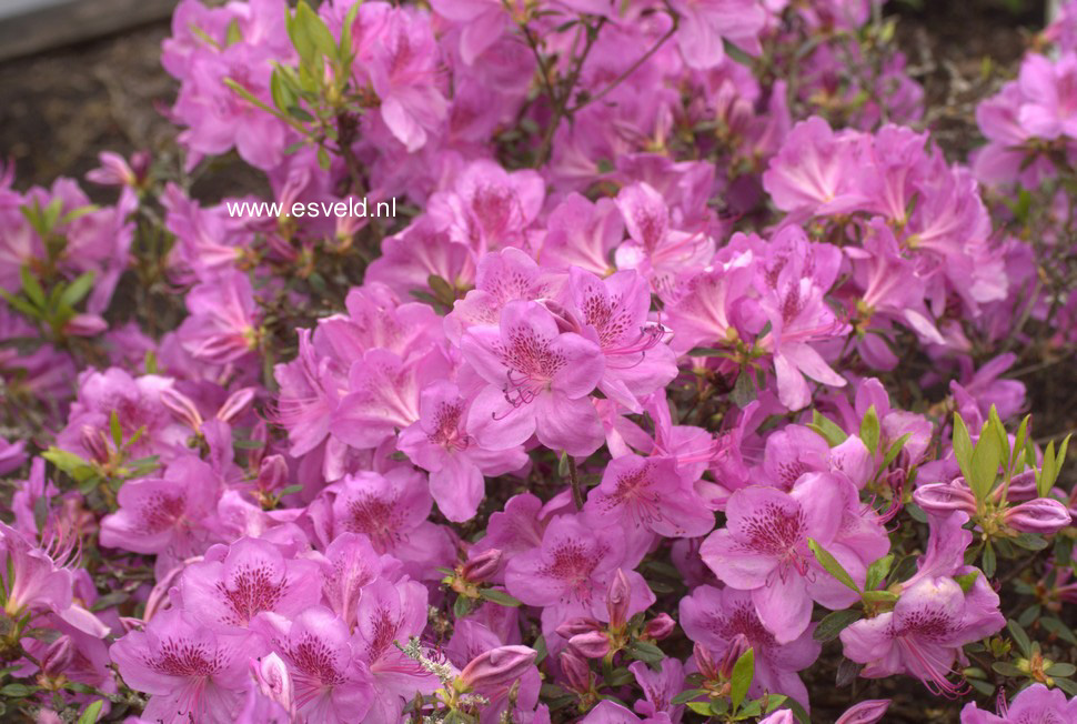 Azalea 'Viking'